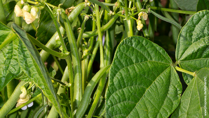 Bohne – Phaseolus vulgaris