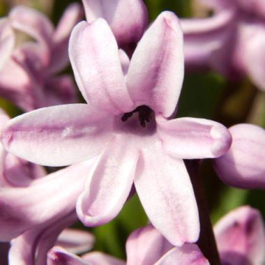 Hyazinthe – Hyacinthus orientalis