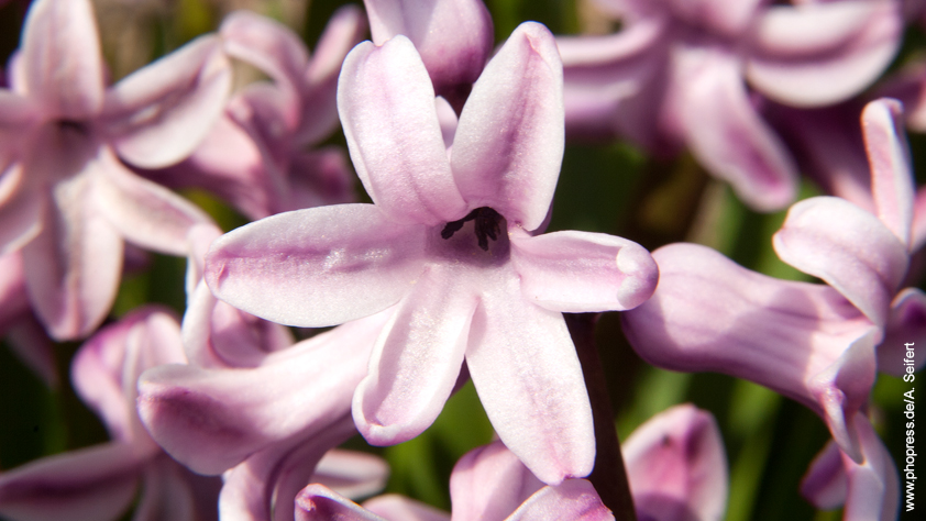 Hyazinthe – Hyacinthus orientalis