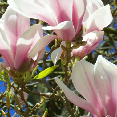 Magnolie – Magnolia spec