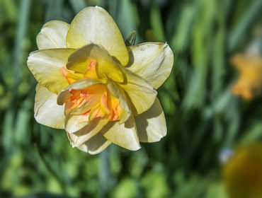 Narzisse – Narcissus