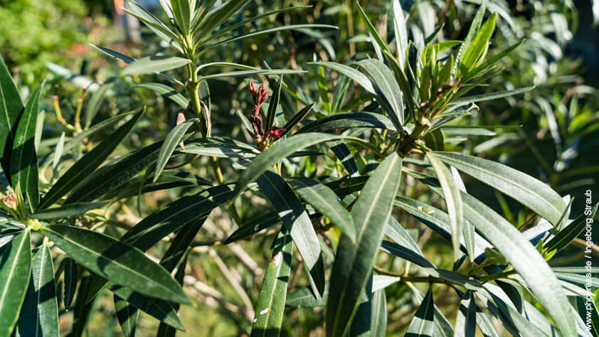 Oleander – Nerium oleander
