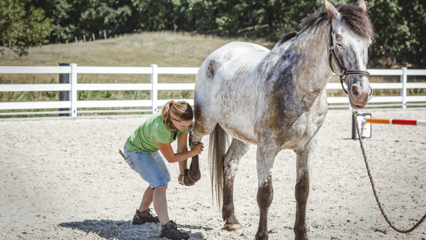 Pferdephysiotherapie und Osteopathie für Pferde Aileen Ullrich