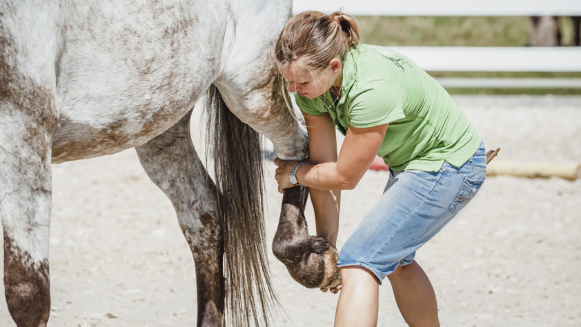 Pferdephysiotherapie und Osteopathie für Pferde Aileen Ullrich