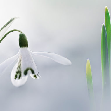 Schneeglöckchen – Galanthus nivalis