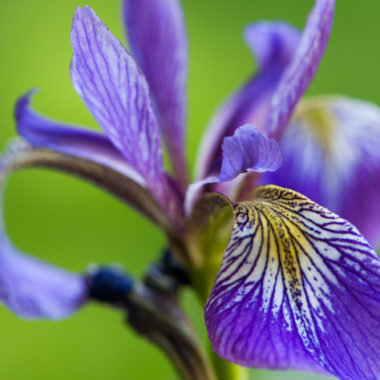 Schwertlilie – Iris
