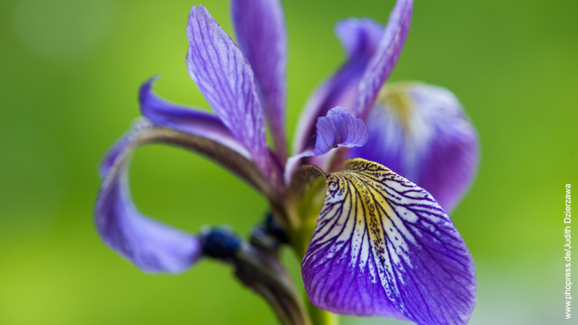 Schwertlilie – Iris