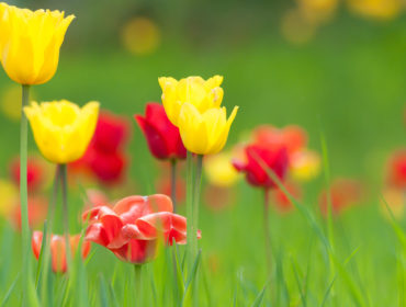 Tulpe – Tulipa gesneriana