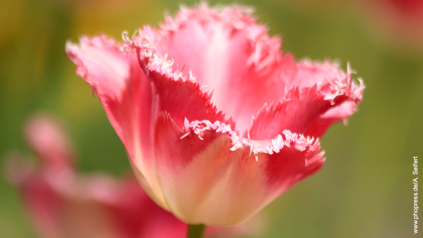 Tulpe – Tulipa gesneriana