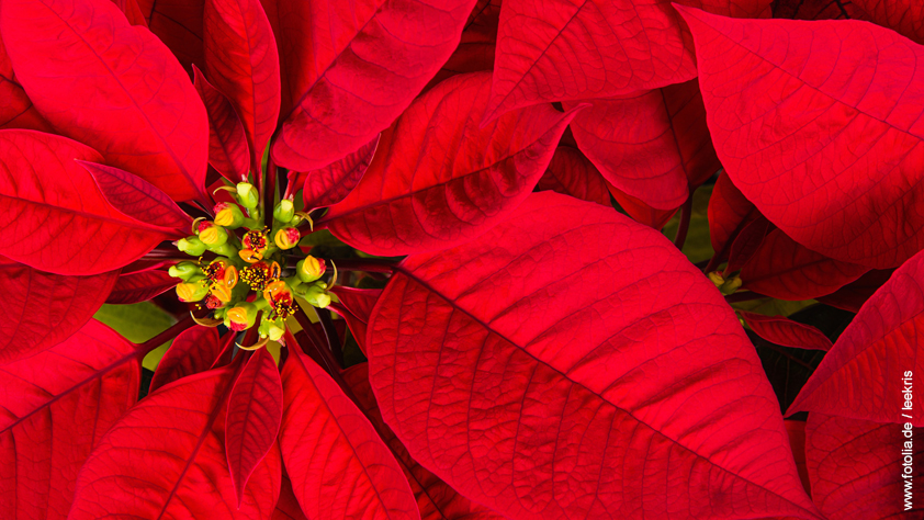Weihnachtsstern – Euphorbia pulcherrima
