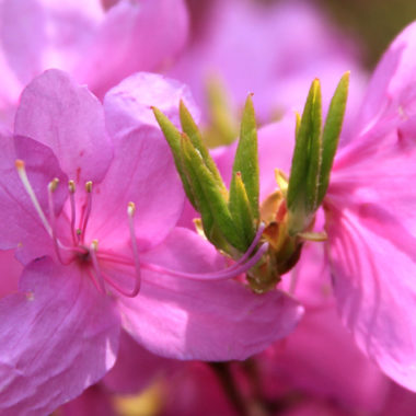 Azalee – Rhododendron simsii