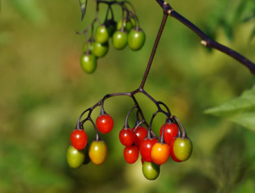 Bittersüß (Nachtschattengewächs) – Solanum dulcamara