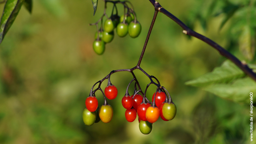 Bittersüß (Nachtschattengewächs) – Solanum dulcamara