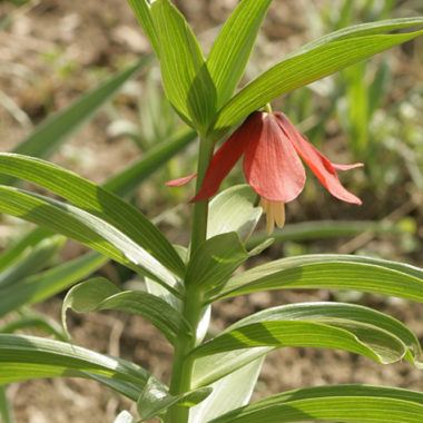 Kaiserkrone – Fritillaria imperialis