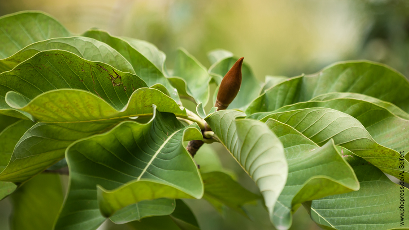 Magnolie – Magnolia spec
