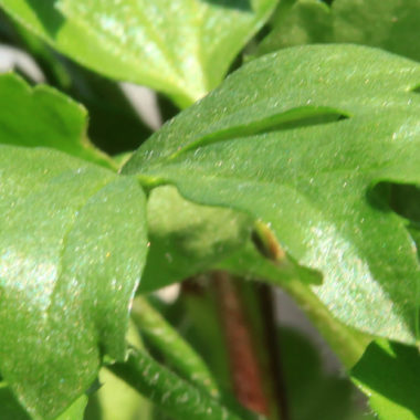 Ranunkel – Ranunculus asiaticus