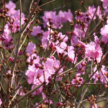 Rhododendron – Ericaceae