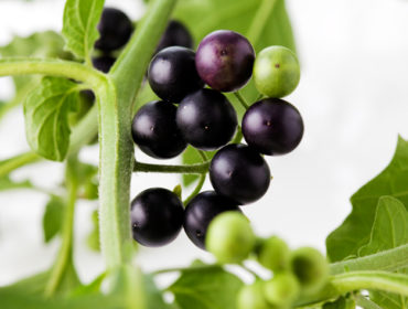 Schwarzer Nachtschatten – Solanum nigrum