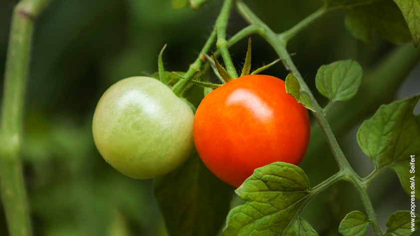 Tomate – Lycopersicum esculentum (Solanum lycopersicum)