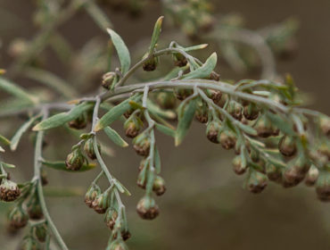 Wermut – Artemisia absinthium L