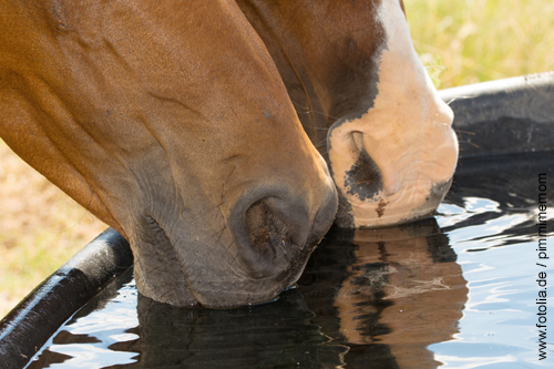 2 Pferde trinken auf der Koppel frisches Wasser aus ihrem Wasserbehälter.