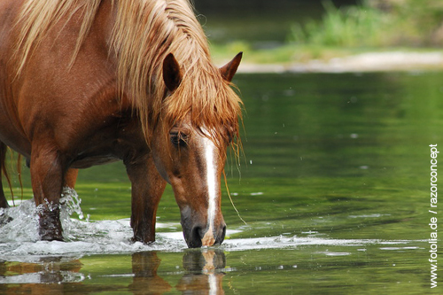 Ein Pferd trinkt Wasser aus einem See