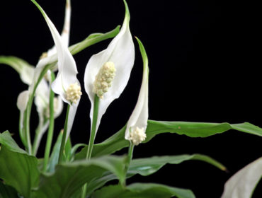 Einblatt  – Spathiphyllum floribundum