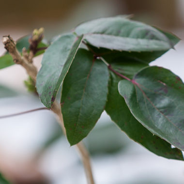 Mahonie – Mahonia aquifolium