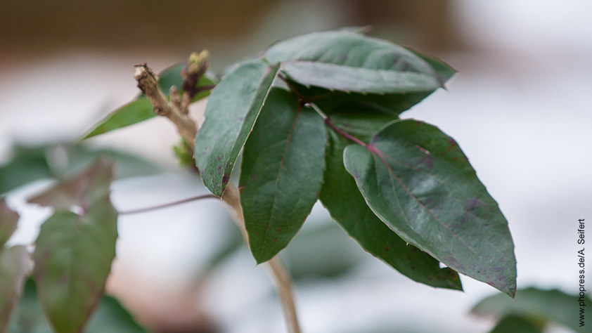 Mahonie – Mahonia aquifolium