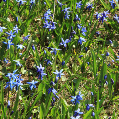 Scilla oder zweiblättriger Blaustern – Scilla bifolia