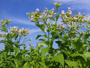 Tabak – Nicotiana tabacum
