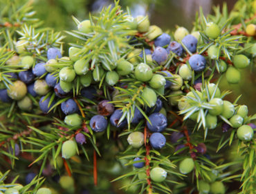 Sadebaum – Juniperus  sabina