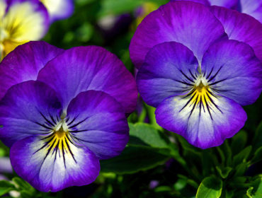 Stiefmütterchen – Viola tricolor