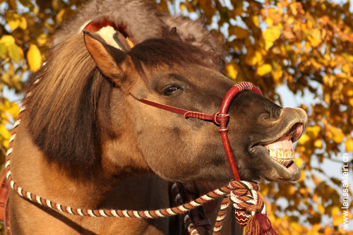 Das "lachende" Pony, Larissa Klein Fotografie Larissa Klein Fotografie, Suhr, Schweiz