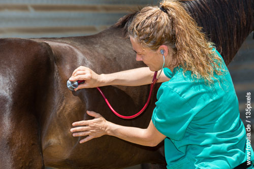 Tierärztin untersucht ein Pferd. Versicherungen für Pferde, Tierkrankenvollversicherung, OP-Versicherung, Rechtschutzversicherung für Pferde, Thorsten Freyer berät umfassend.