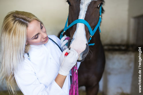 Tupferprobe bei einem erkrankten Pferd. Versicherungen für Pferde, Tierkrankenvollversicherung, OP-Versicherung, Rechtschutzversicherung für Pferde