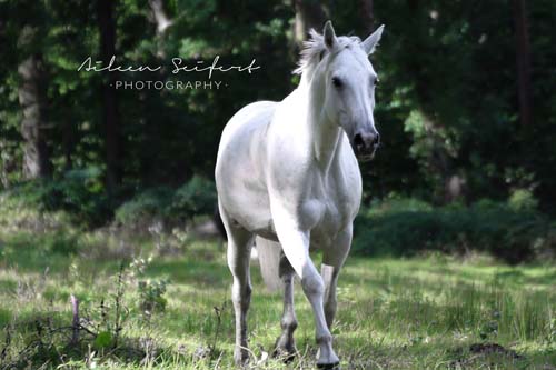 Aileen Seifert Photography, Pferdephotograpyhy, Pferdefotografie, Orlatal-Ranch