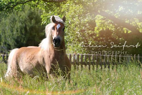 Aileen Seifert Photography, Pferdephotograpyhy, Pferdefotografie, Orlatal-Ranch
