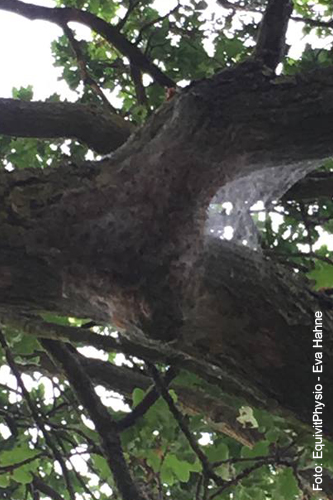 Nest des Eichenprozessionsspinners in der Baumkrone einer Eiche, Foto: Eva Hahne