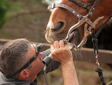 Richtige Zahnpflege für Pferde