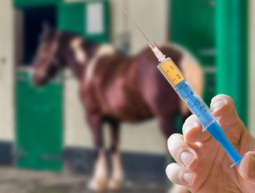 Richtig impfen – so hat dein Pferd den besten Schutz