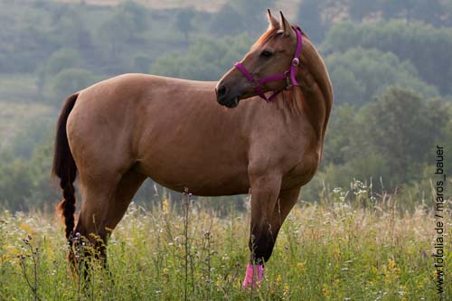 American Quarter Horse - Farbe: Chestnut