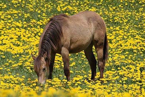 American Quarter Horse in der Farbe Dark Buckskin American Quarter Horse in der Farbe Dark Buckskin auf einer Löwenzahnwiese