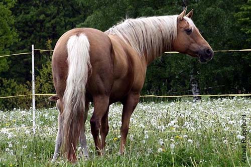 Ein Palomino American Quarter Horse. Ein Palomino American Quarter Horse ohne Abzeichen.
