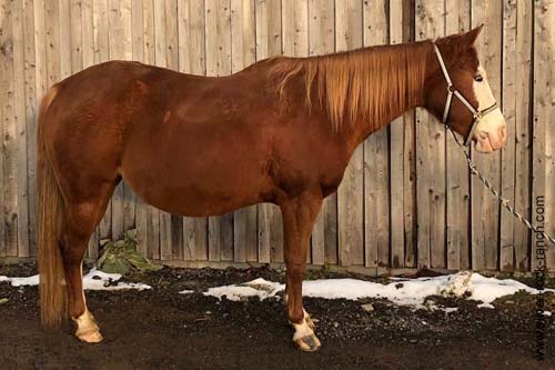 Tragende Stute - American Quarter Horse mit Abzeichen in der Farbe Sorrel (Fuchs) American Quarter Horse mit Abzeichen in der Farbe Sorrel (Fuchs)