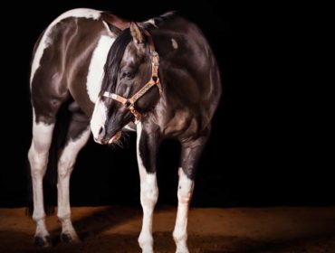 Hengst Smooker - American Paint Horse