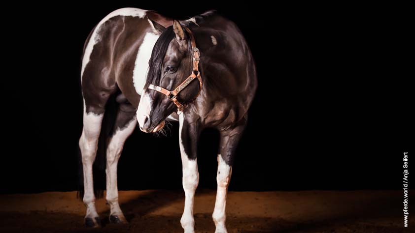 Hengst Smooker - American Paint Horse
