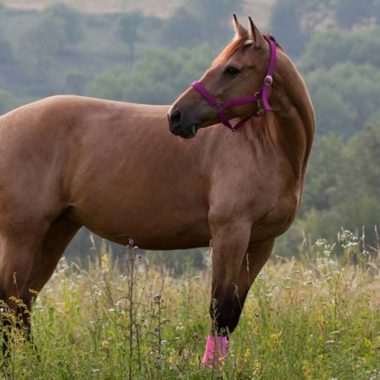 Ein braunes American Quarter Horse ohne Abzeichen.