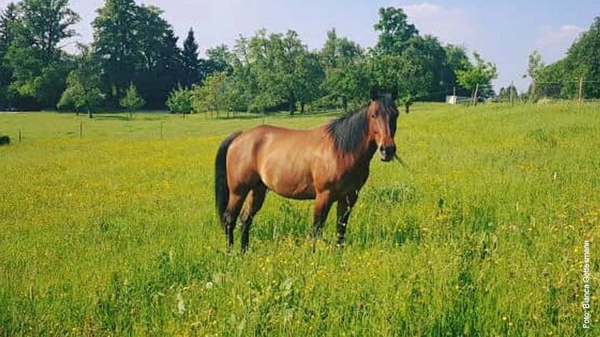 American Quarter Horse - Farbe: Bay (Braun) American Quarter Horse in der Farbe Bay (Braun)