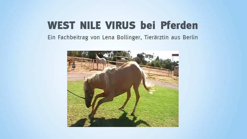 West Nile Virus - Ein Fachbeitrag von Lena Bollinger